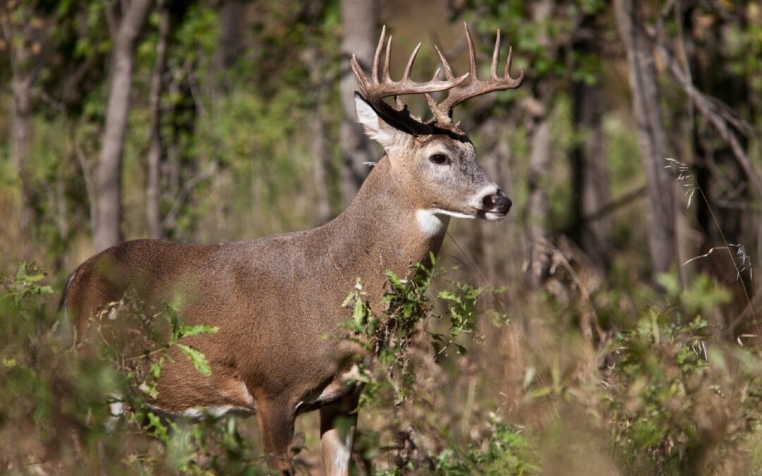 .338 Federal: The Best Caliber for Big Game